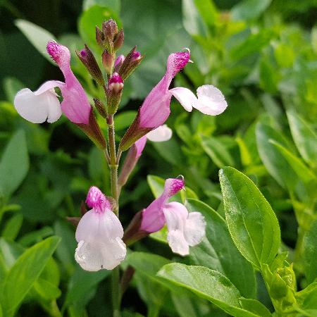 SALVIA greggii 'Joy'