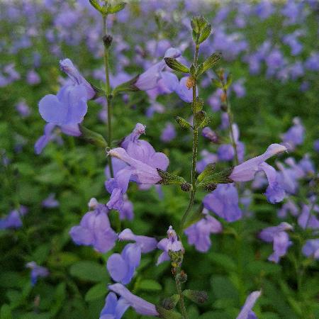 SALVIA microphylla 'Delice Aquamarine' ®