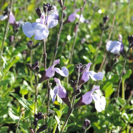 SALVIA microphylla 'So Cool Pale Blue'®