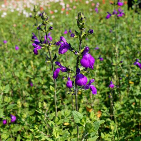 SALVIA microphylla violette