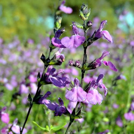 SALVIA microphylla violette