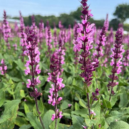 SALVIA nemorosa 'Caradonna Pink Inspiration' ®