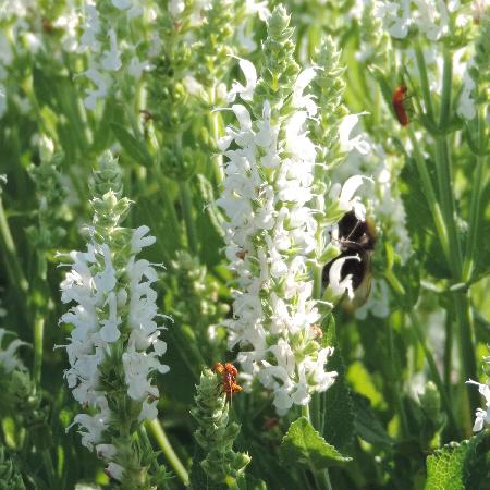 SALVIA nemorosa 'Schneehügel'