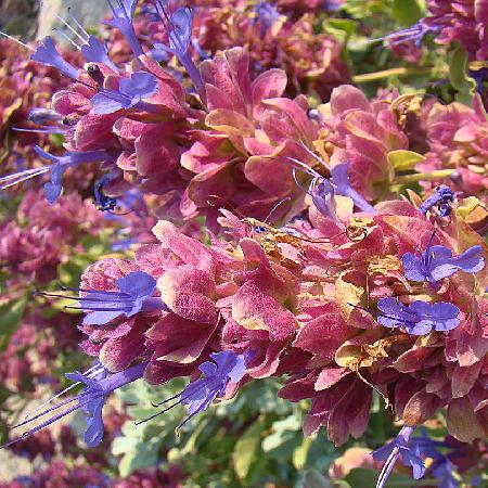 SALVIA pachyphylla