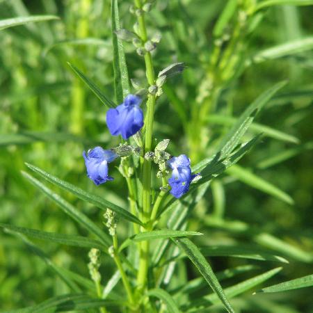 SALVIA reptans