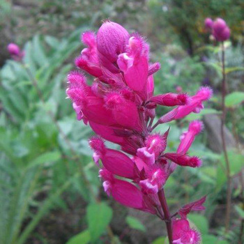 SALVIA involucrata 'Bethellii'