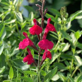 SALVIA jamensis 'Raspberry Royale'