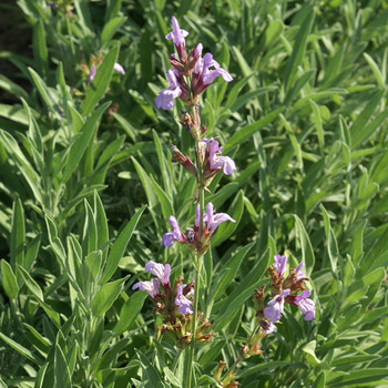 SALVIA lavandulifolia