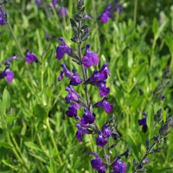 SALVIA lycioides