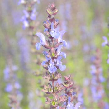 SALVIA nemorosa 'Blaukönigin'