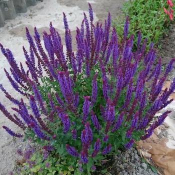 SALVIA nemorosa 'Lubeca'