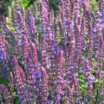 SALVIA nemorosa 'New dimension Blue'