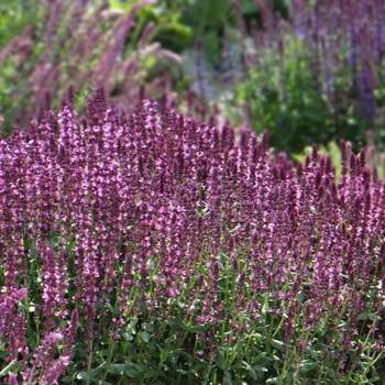 SALVIA nemorosa 'New dimension Rose'