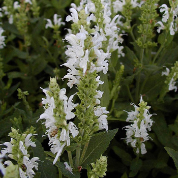 SALVIA nemorosa 'Schneehügel'