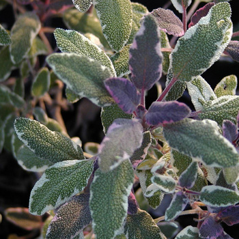 SALVIA officinalis 'Tricolor'