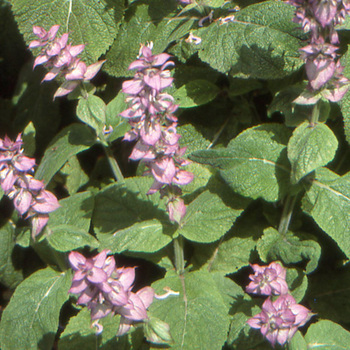 SALVIA sclarea