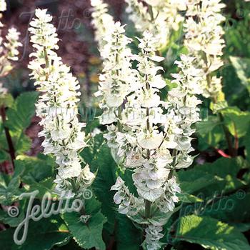 SALVIA sclarea 'Vatican White'