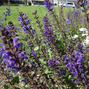 SALVIA sylvestris 'Rhapsody in Blue'