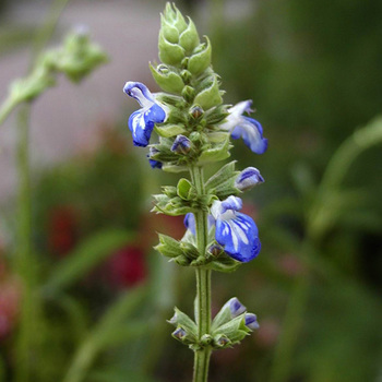 SALVIA uliginosa