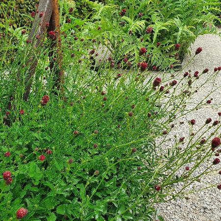 SANGUISORBA officinalis 'Tanna'