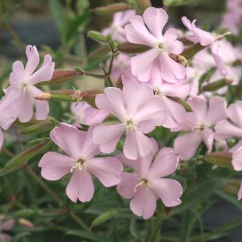 SAPONARIA