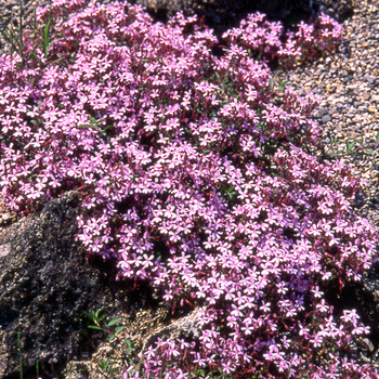 SAPONARIA ocymoides