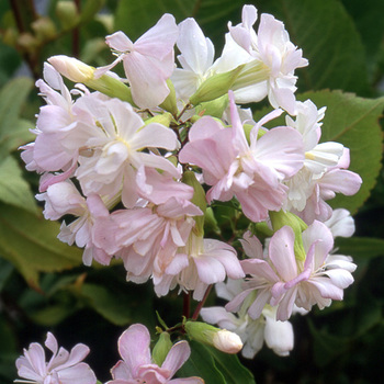 SAPONARIA officinalis 'Alba Plena'