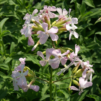 SAPONARIA officinalis 'Rosea Plena'