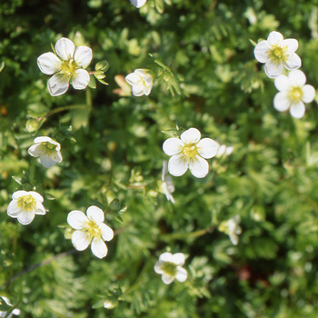 SAXIFRAGA