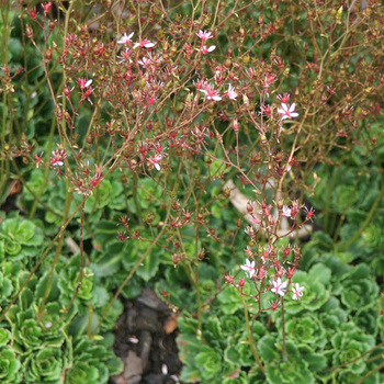 SAXIFRAGA umbrosa 'Clarence Elliott's' (x urbium)