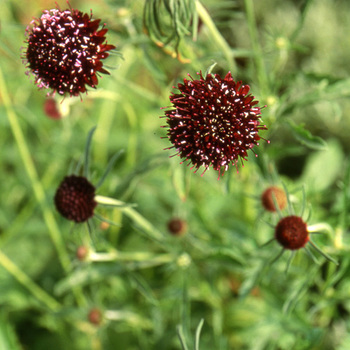 SCABIOSA