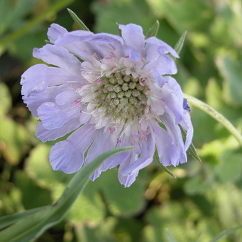 SCABIOSA caucasica