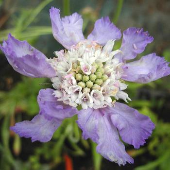 SCABIOSA caucasica 'Fama'