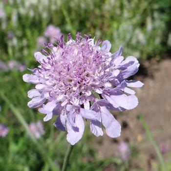 SCABIOSA columbaria