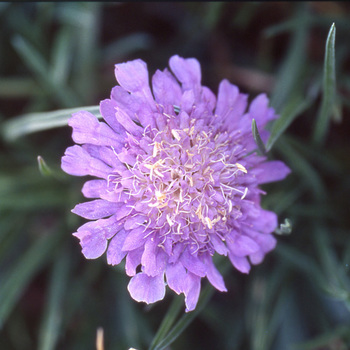 SCABIOSA graminifolia