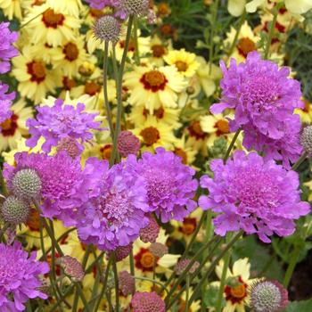 SCABIOSA 'Vivid Violet' ®