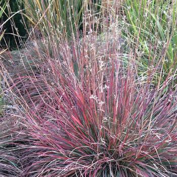 SCHIZACHYRIUM