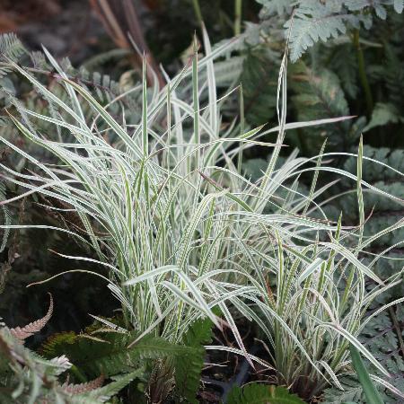 SCHIZACHYRIUM scoparium 'Chameleon' ®