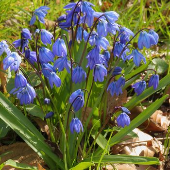 SCILLA siberica