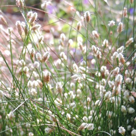 SCIRPUS