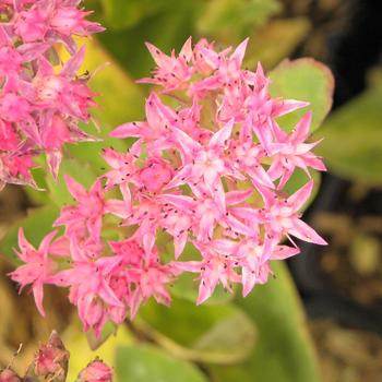 SEDUM 'Carl'