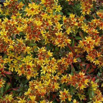 SEDUM kamtschaticum var. floriferum 'Weihenstephaner Gold'