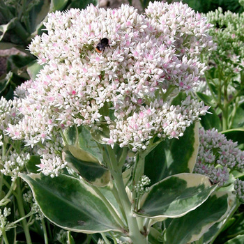 SEDUM 'Frosty Morn'