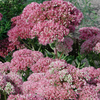 SEDUM 'Herbstfreude' ('Autumn Joy')