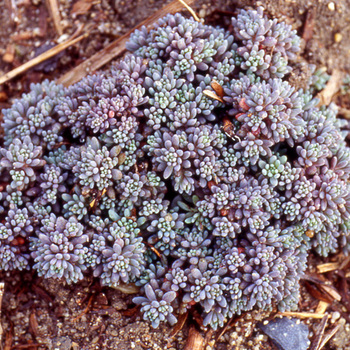 SEDUM hispanicum (lydium 'Glaucum')