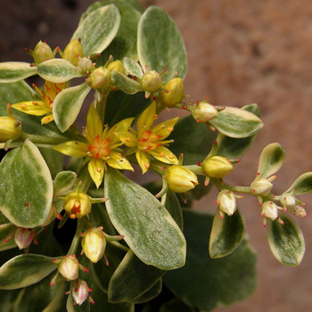 SEDUM kamtschaticum 'Variegatum'