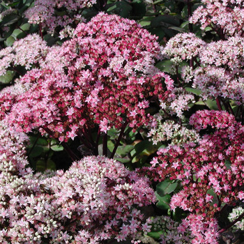 SEDUM 'Matrona'