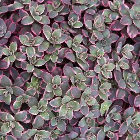 SEDUM 'Dream Dazzler' ® (SunSparkler Series)