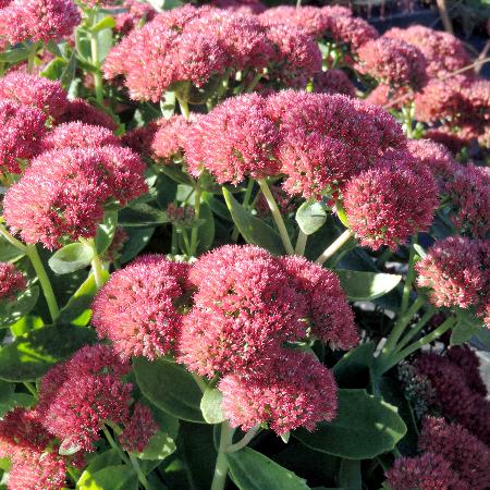SEDUM 'Herbstfreude' ('Autumn Joy')