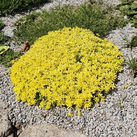 SEDUM
